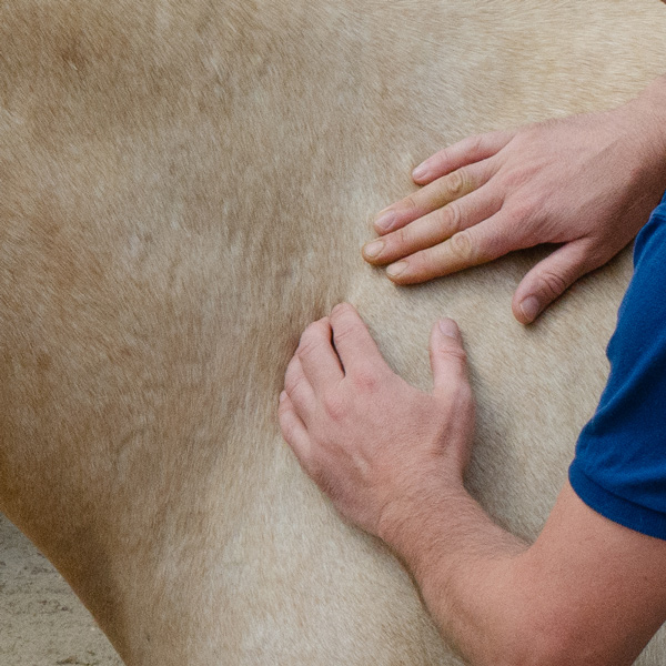 tension cheval massage